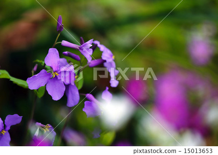 Hanadai Con (flower radish) Hanadai Con (flower radish) 15013653