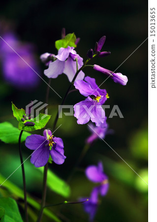 Hanadai Con（花蘿蔔） 15013655