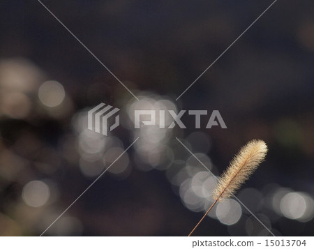Winter light 15013704