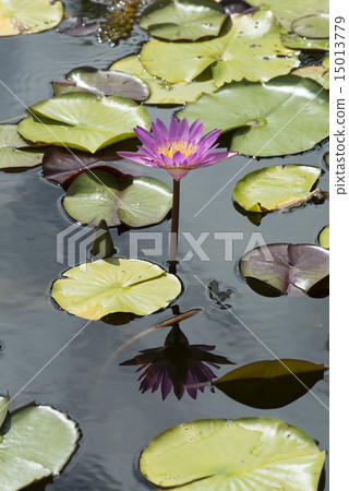 熱帶睡蓮 15013779
