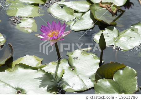 Tropical water lily 15013780