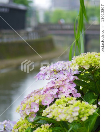 雨季繡球花 15013867