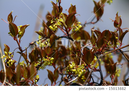 Sartoriwara (monkey catches) Sankei Rai Sartoriwara (monkey catches) Sankei Rai 15013882