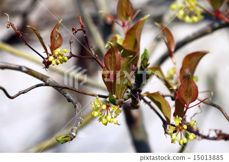 Sartoriwara (monkey catches) Sankei Rai 15013885