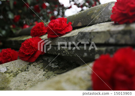 山茶花044 15013903