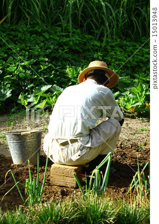 Straw hat man and bucket doing agricultural work 15013948
