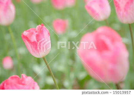 粉紅色的鬱金香 15013957