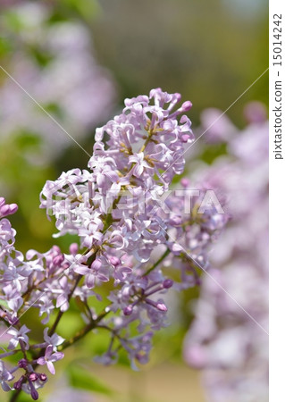 淡紫色的花 15014242