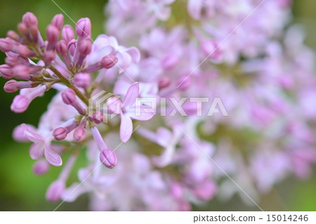 淡紫色的花 15014246