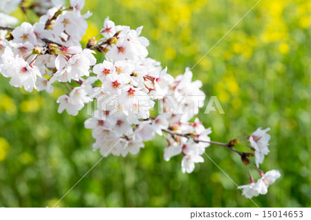 櫻桃樹 櫻桃樹 15014653