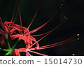 Cluster amaryllis 15014730