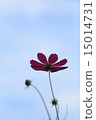 Cosmos and sky 15014731