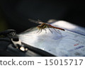 Late summer dragonfly 15015717