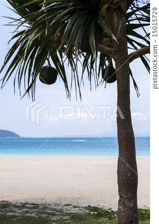 通過takonoki看見的白色沙子海灘和藍色海果子落 15015729