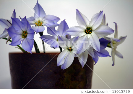 Ikebana Hananira(Hana) Ikebana Hananira(Hana) 15015759