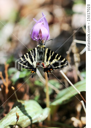 Katakuri和禮物週 Katakuri和禮物週 15017028