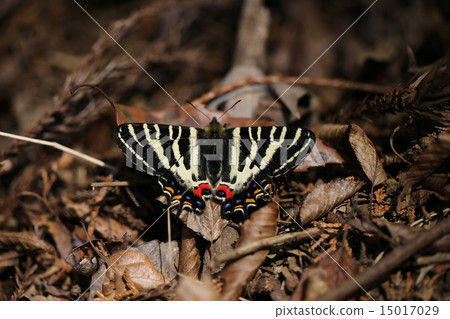 禮物蝴蝶 禮物蝴蝶 15017029