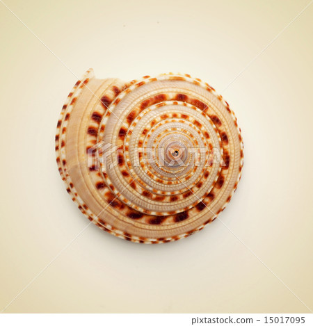 conch shell 15017095