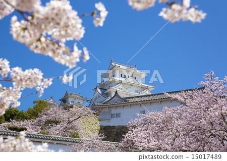 Himeji castle after restoration of cherry blossoms 15017489
