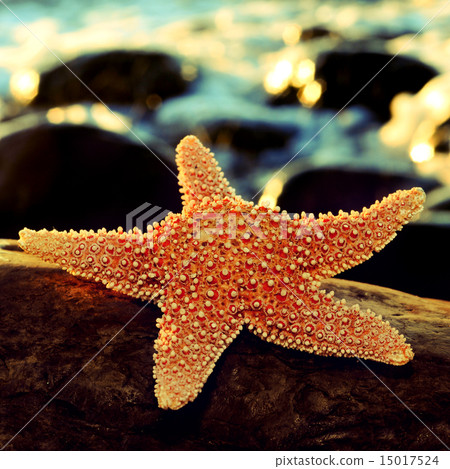 starfish on a rock 15017524