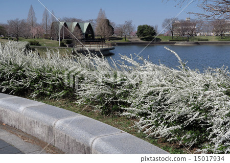Park Yukiyanagi Park Yukiyanagi 15017934