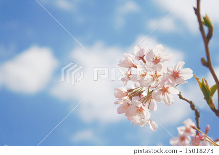 藍天和櫻花特寫鏡頭2015年 15018273