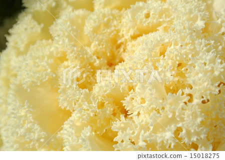 Chirimen葉牡丹 15018275