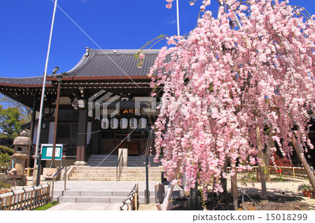 April The place of birth of Aichi Hideyoshi · Chuzenji temple and Yae hen cherry-blossoms 15018299