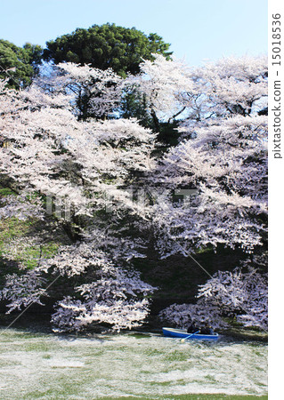 Chidorigafuchi的櫻花 15018536