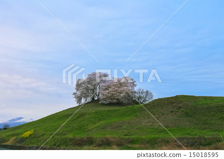 Cherry blossoms in an old tumulus Cherry blossoms in an old tumulus 15018595