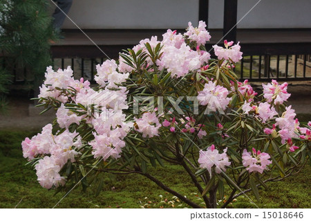 園林花卉 15018646