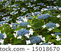 Hydrangea flower 15018670