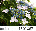 Hydrangea flower 15018671