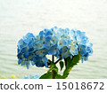 Hydrangea flower 15018672