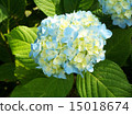 Hydrangea flower 15018674