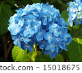 Hydrangea flower 15018675