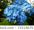 Hydrangea flower 15018676