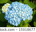 Hydrangea flower 15018677