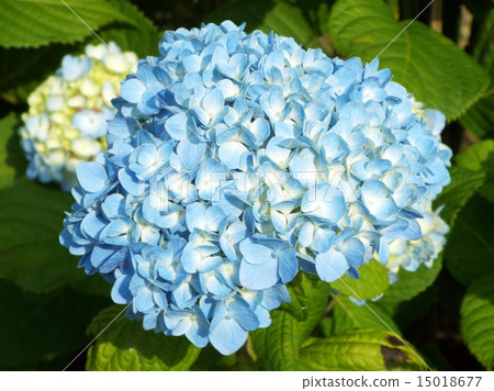 Hydrangea flower 15018677