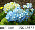 Hydrangea flower 15018678