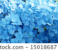 Up of hydrangea 15018687