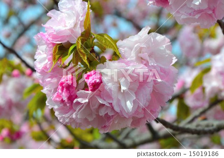 Cherry blossoms (Ikurukuri) Cherry blossoms (Ikurukuri) 15019186