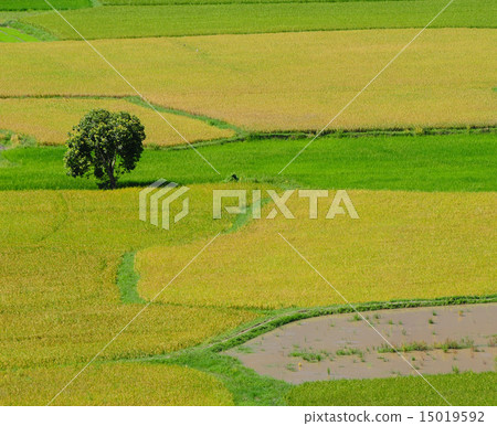 Paddy rice field in southern Vietnam 15019592