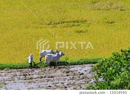 Farmer plows rice field in Mekong Delta 15019593