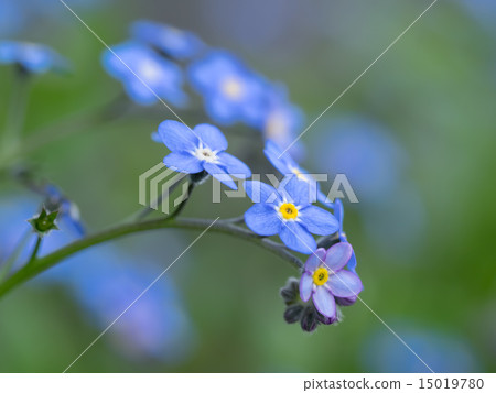 藍紫色花瓶 15019780