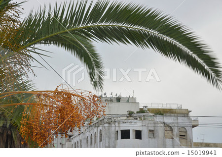 Fruitful date palm in the town of the garden city Rabat 15019941