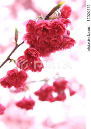 櫻花 15020881