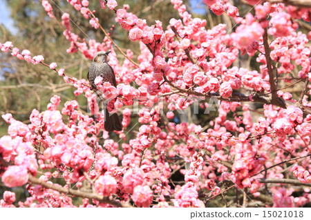 Hikorori to the plum plum Hikorori to the plum plum 15021018