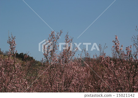 Hanamiyama 15021142