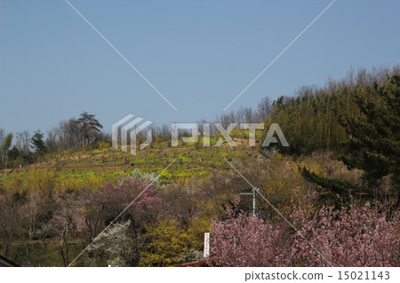 Hanamiyama 15021143